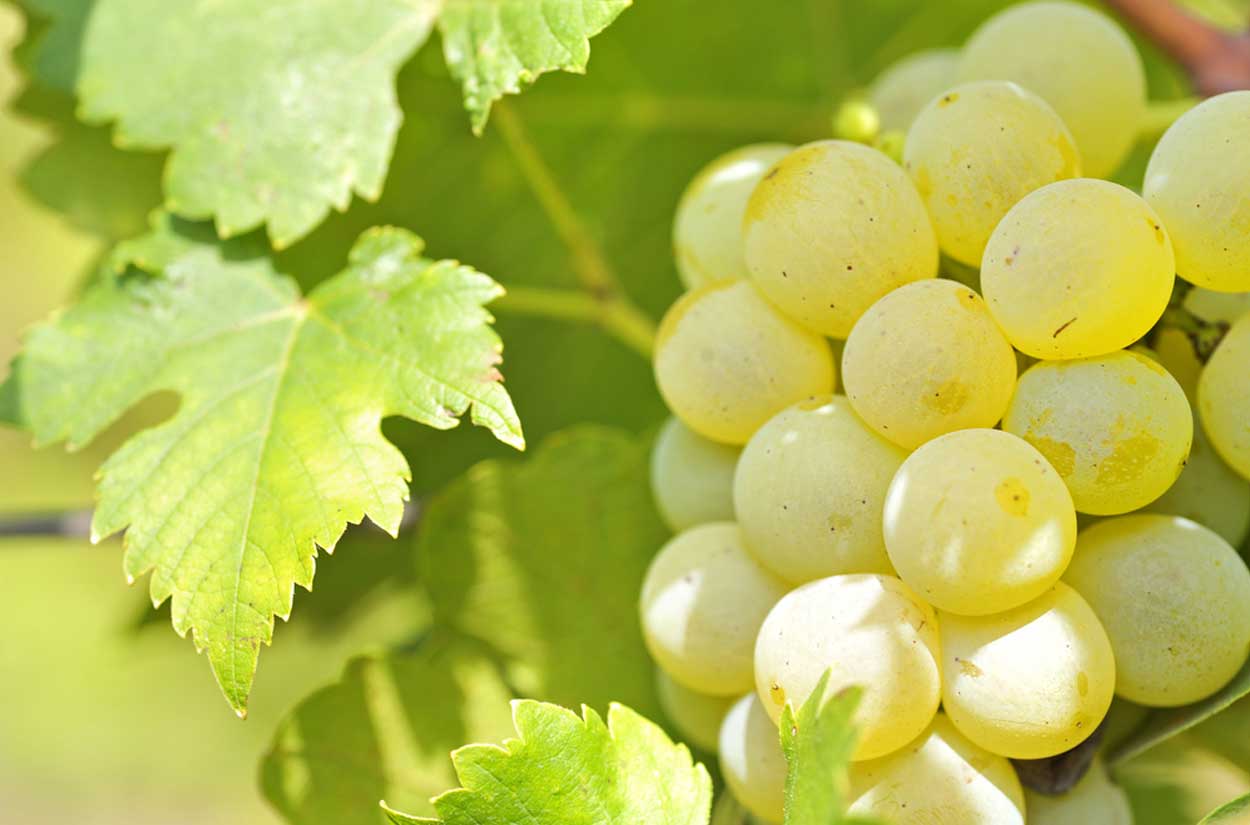 Chardonnay grapes in the sun