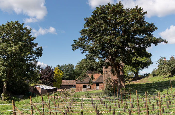 Chartham Vineyard tours