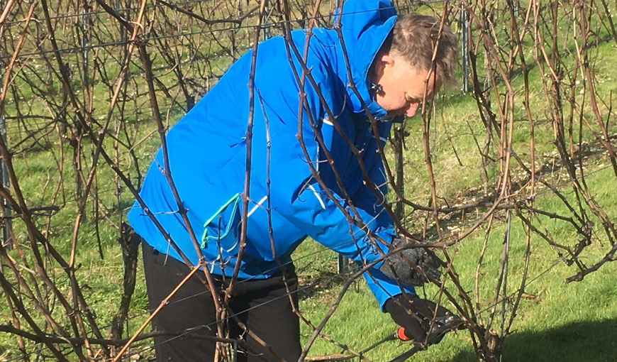 andy prunes vines