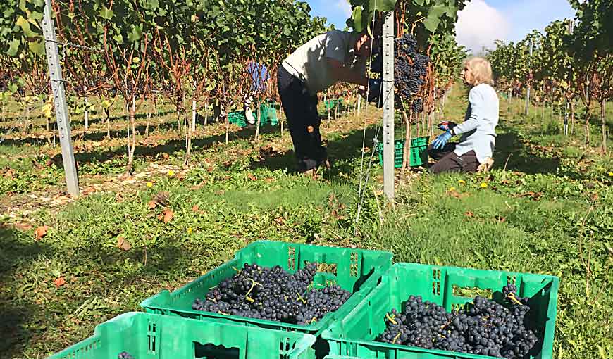 picking_2ndharvest 