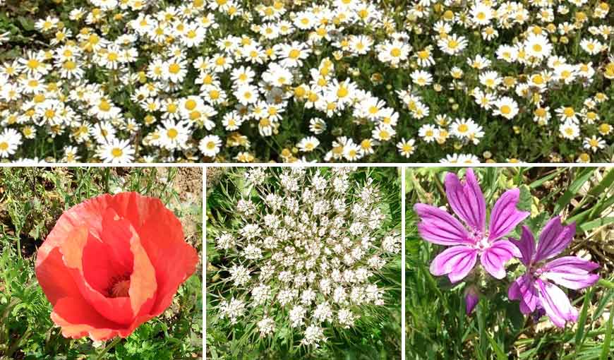 wildflowers grow under the vines 