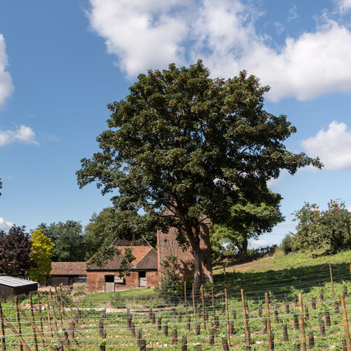 Demonstration vineyard Aug 2017