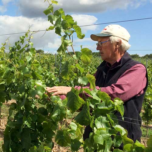 Inspecting the vines