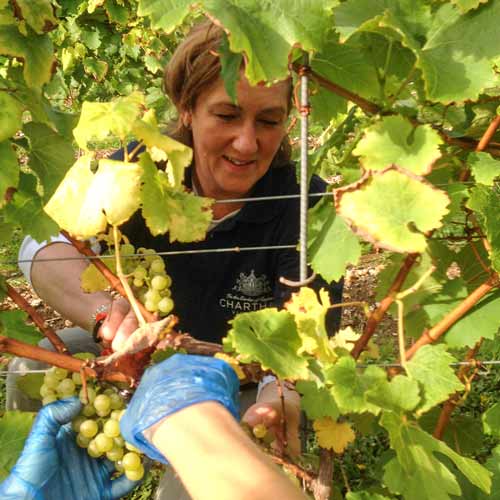 Picking 2nd Harvest autumn 2016