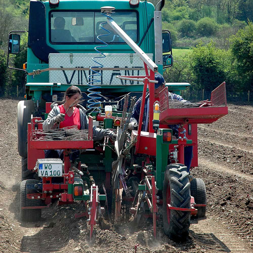 planting vines