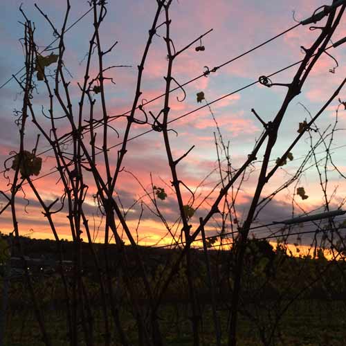 sunset after picking