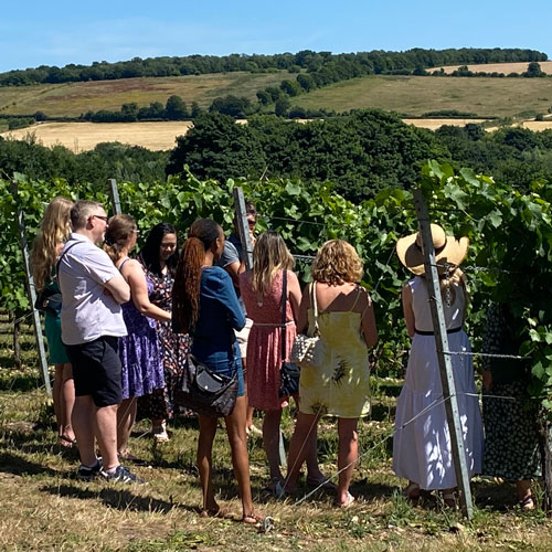 Latest vineyard tour jul 2022