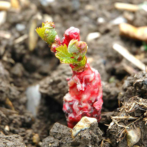 young vine just after planting 2013